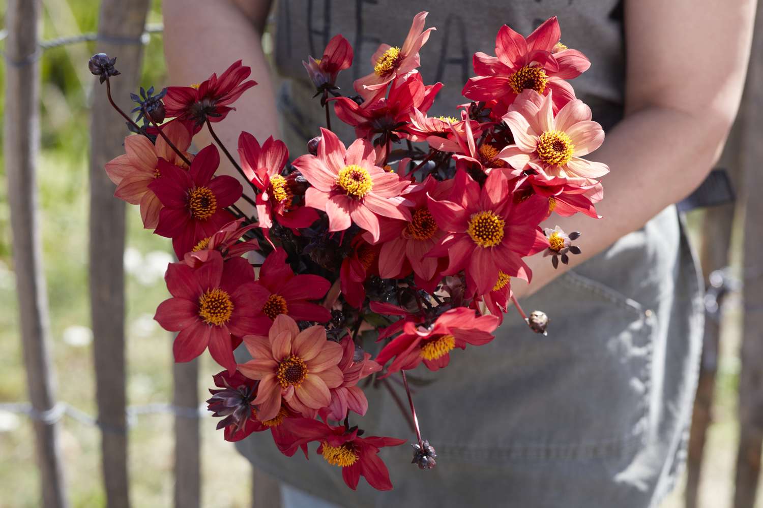 Dahlie 'Schippers Bronze'